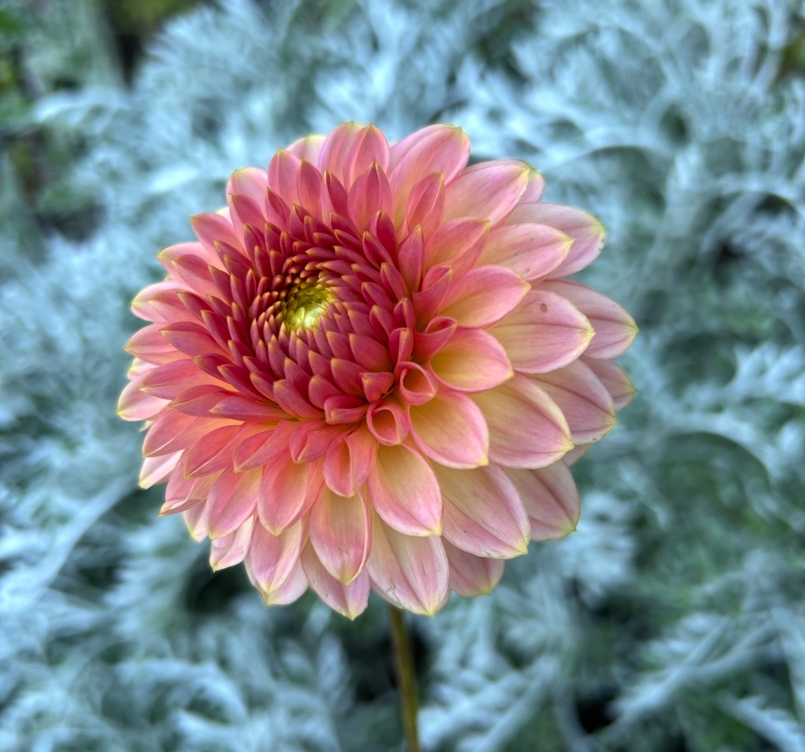 KA’s® Morning Dew - Image 3