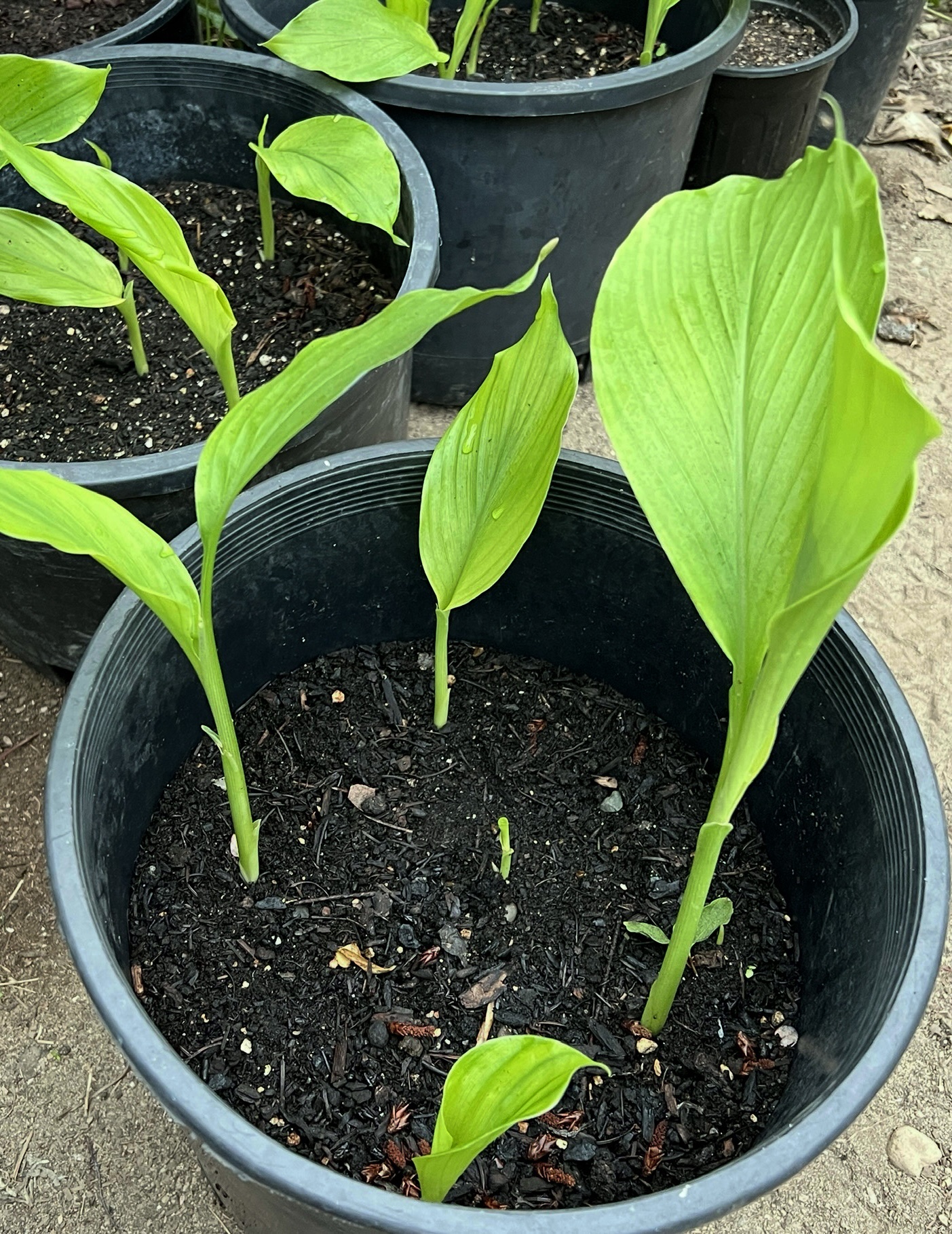 Turmeric ‘BKK’ Curcuma longa - Rhizomes - Image 1