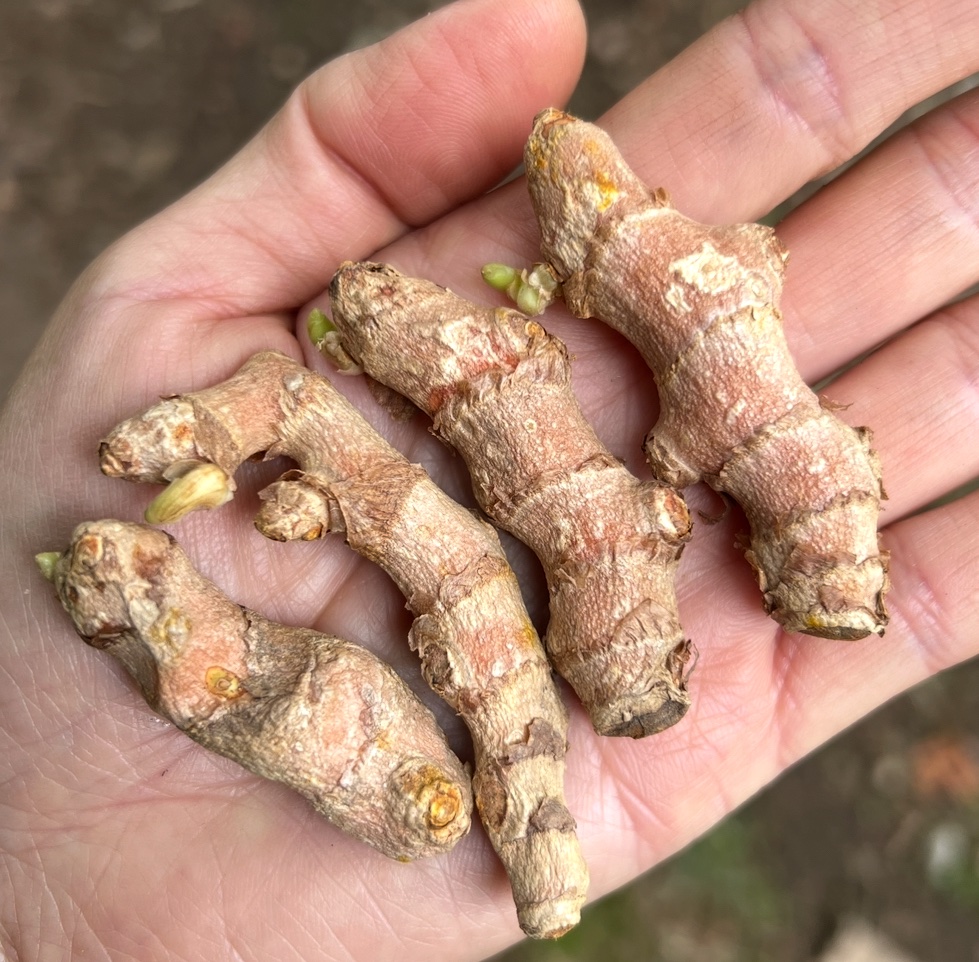Turmeric ‘BKK’ Curcuma longa - Rhizomes - Image 2