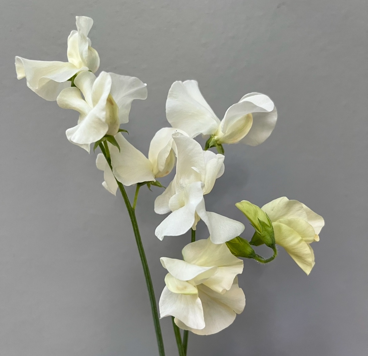 (J) Stella - Image 1