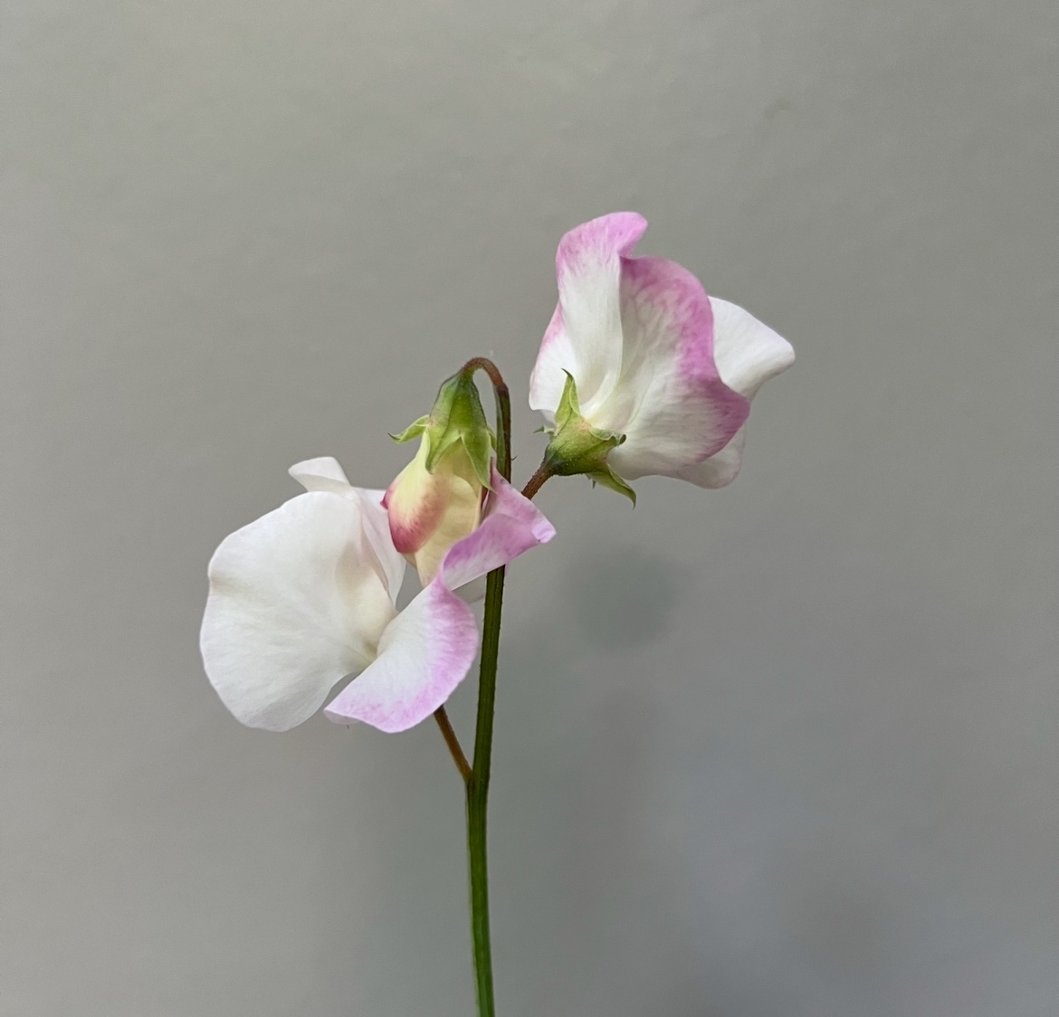 (J) Takeda Sakura - Image 1