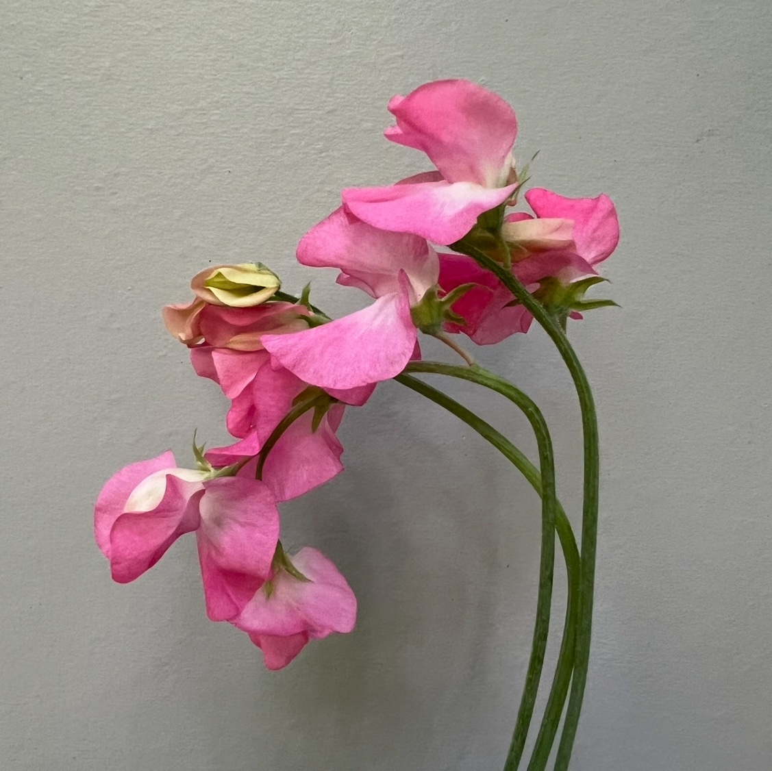 (J) Valentine - Image 1