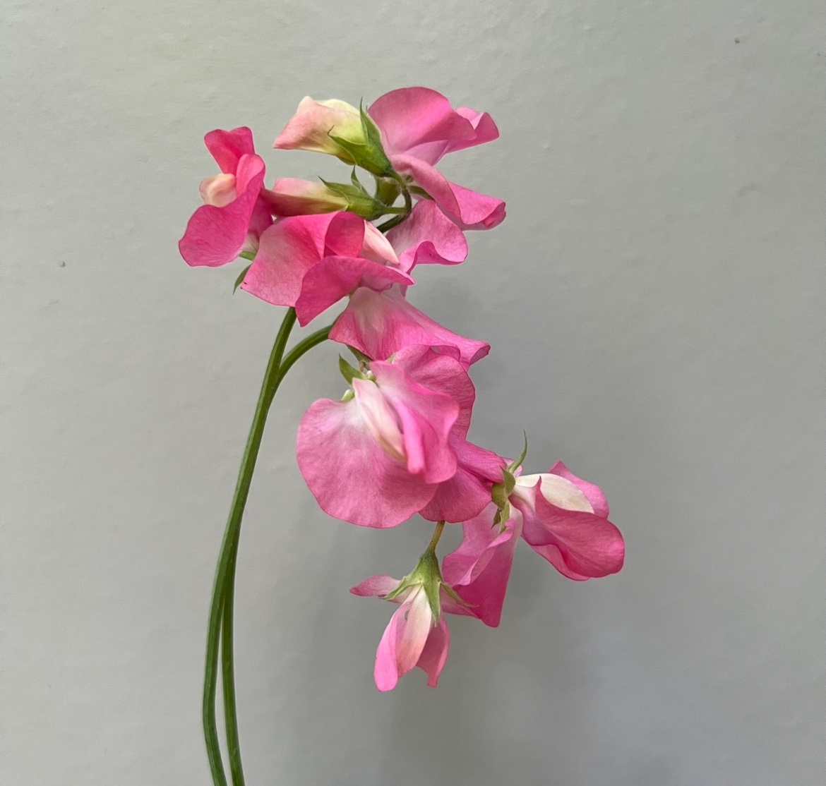 (J) Valentine - Image 3