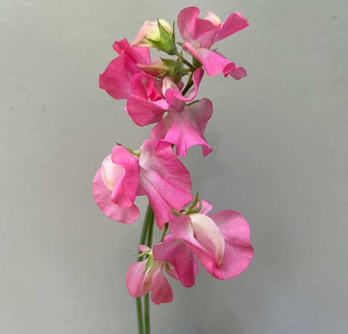 (J) Valentine - Image 2