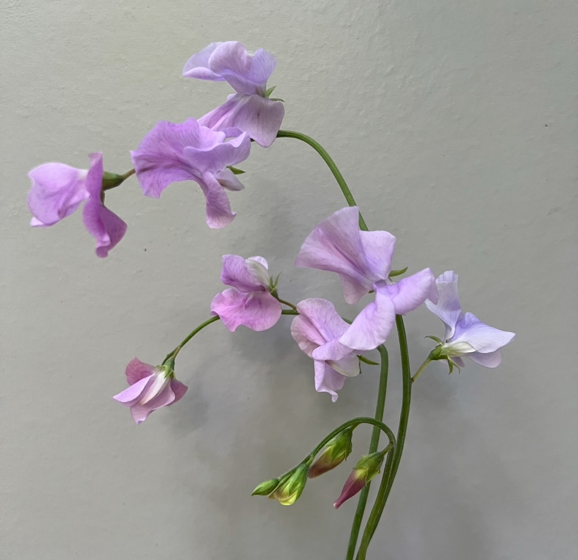 (J) Neo Grace - Image 1