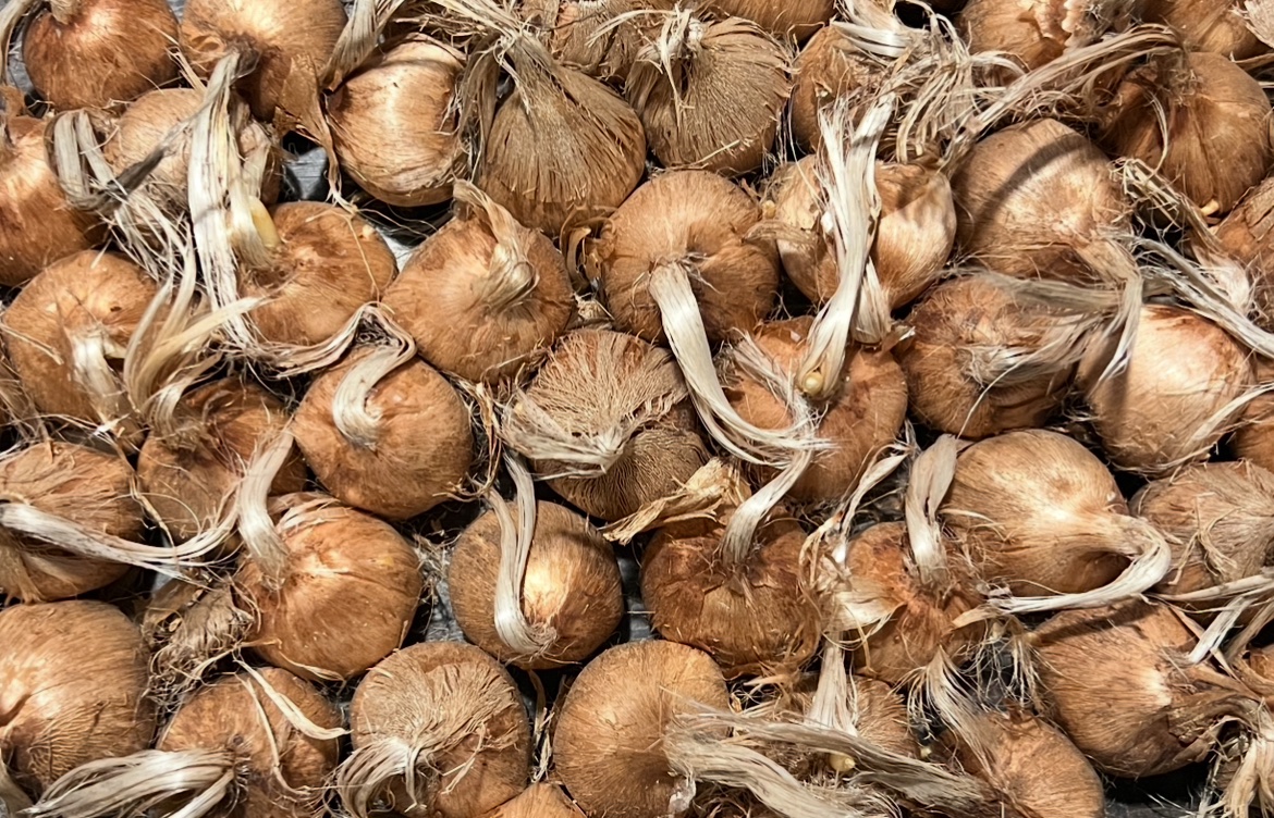 Saffron (Crocus Sativus) - Image 1