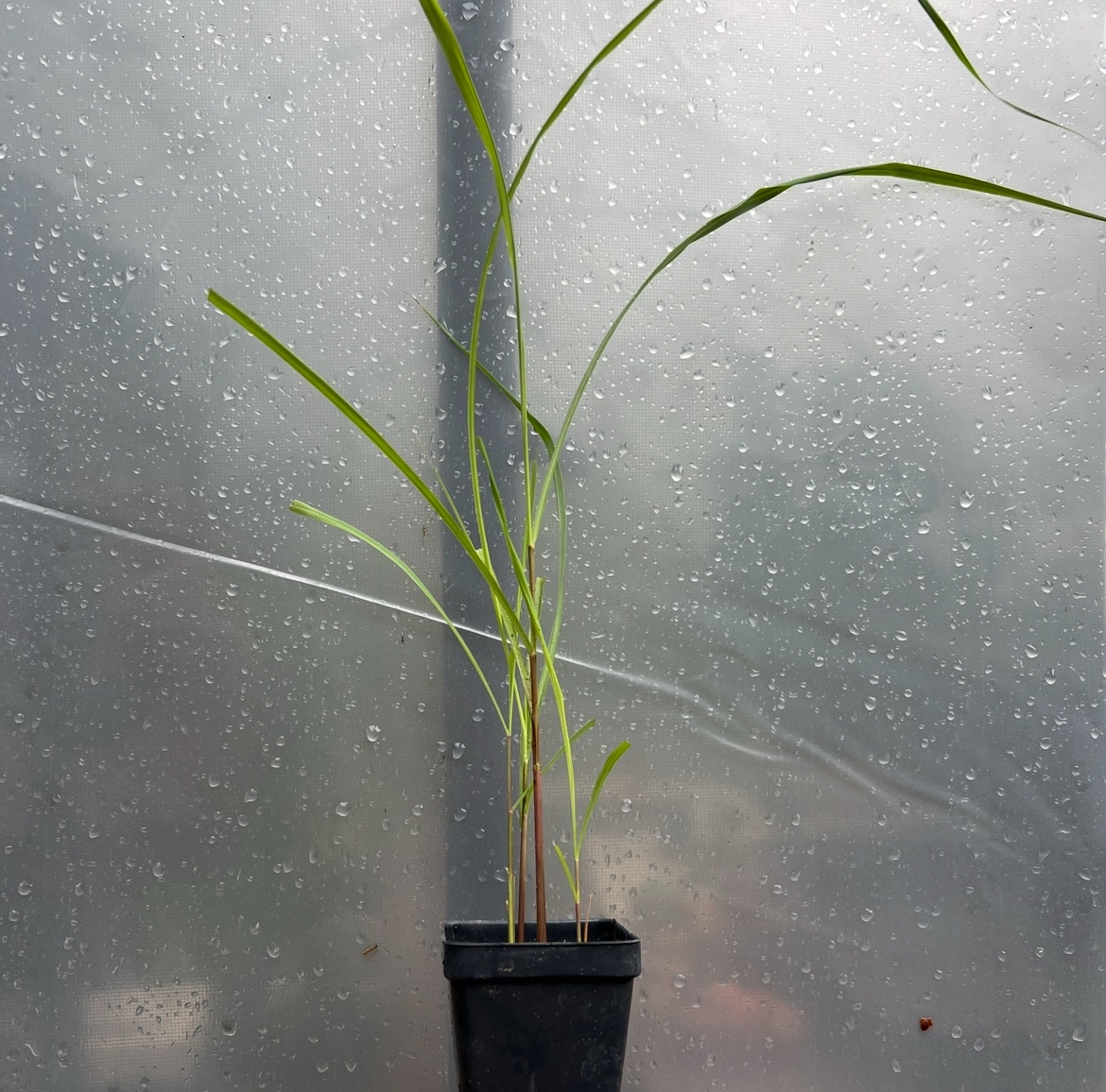 Lemongrass (Cymbopogon flexuosus) - Image 1