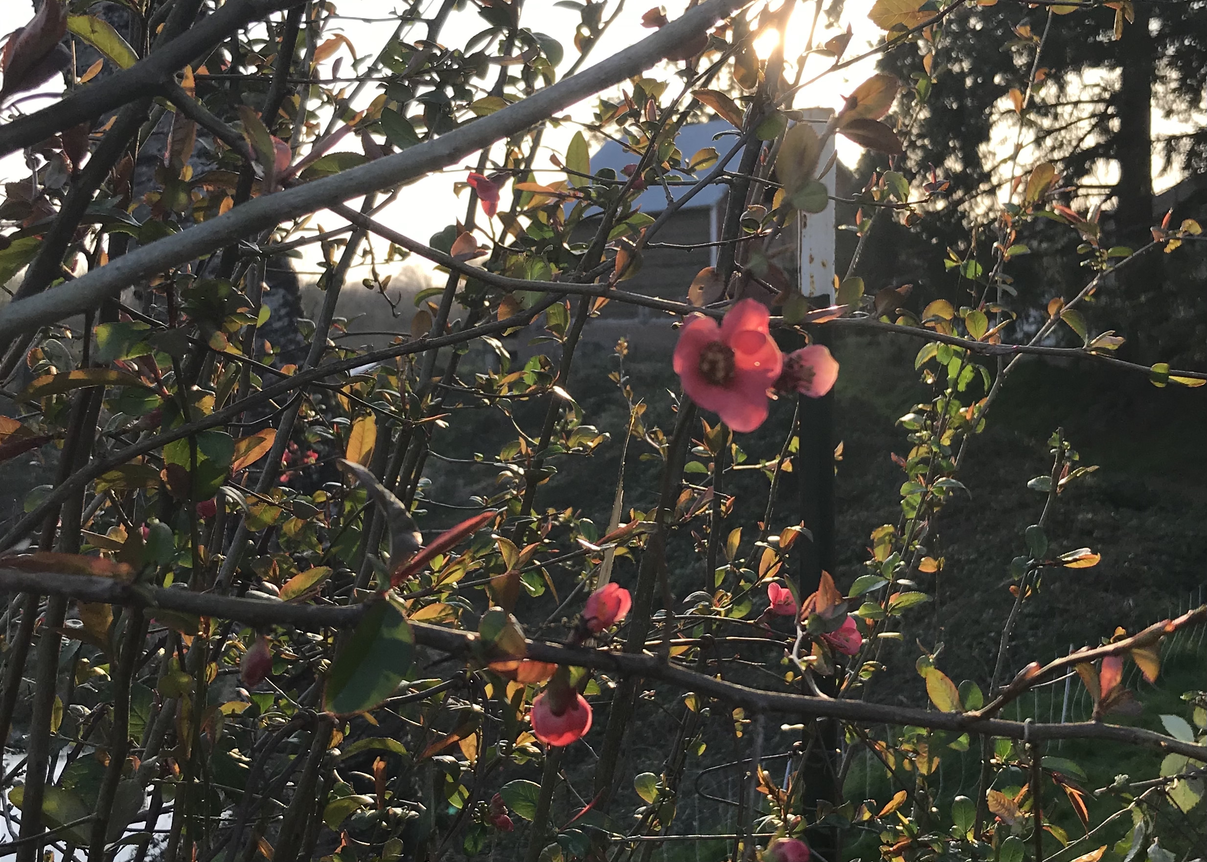 Quince blooming dark pink