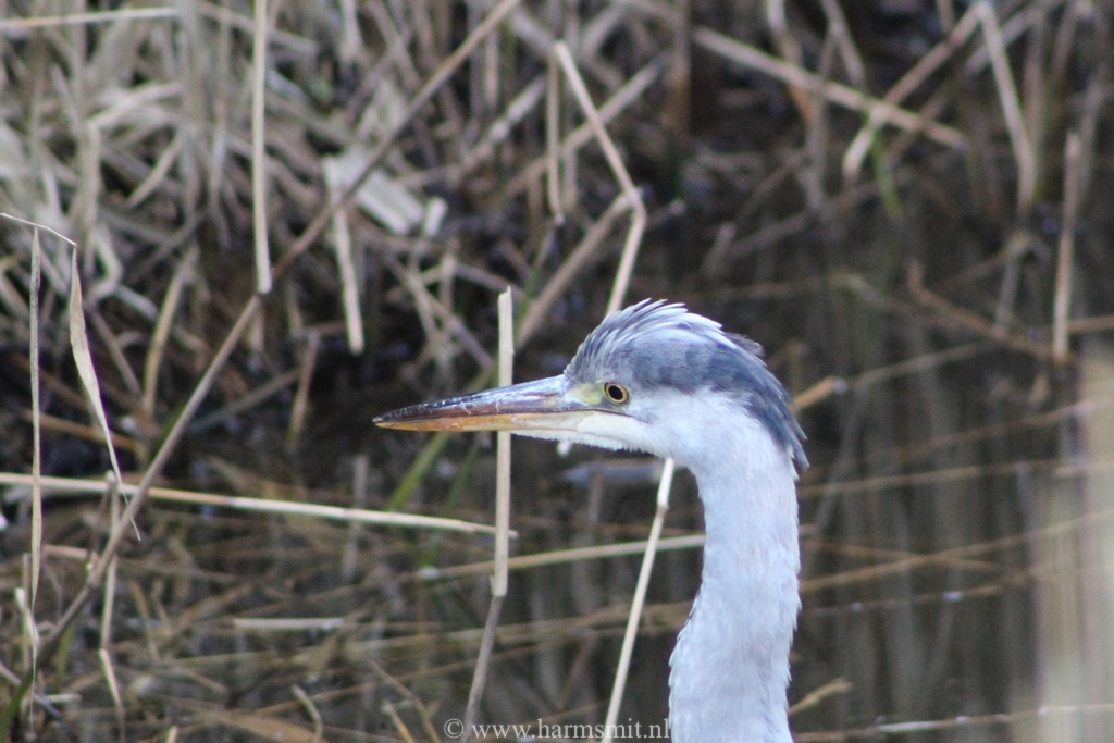 Reiger, Westkapelle.