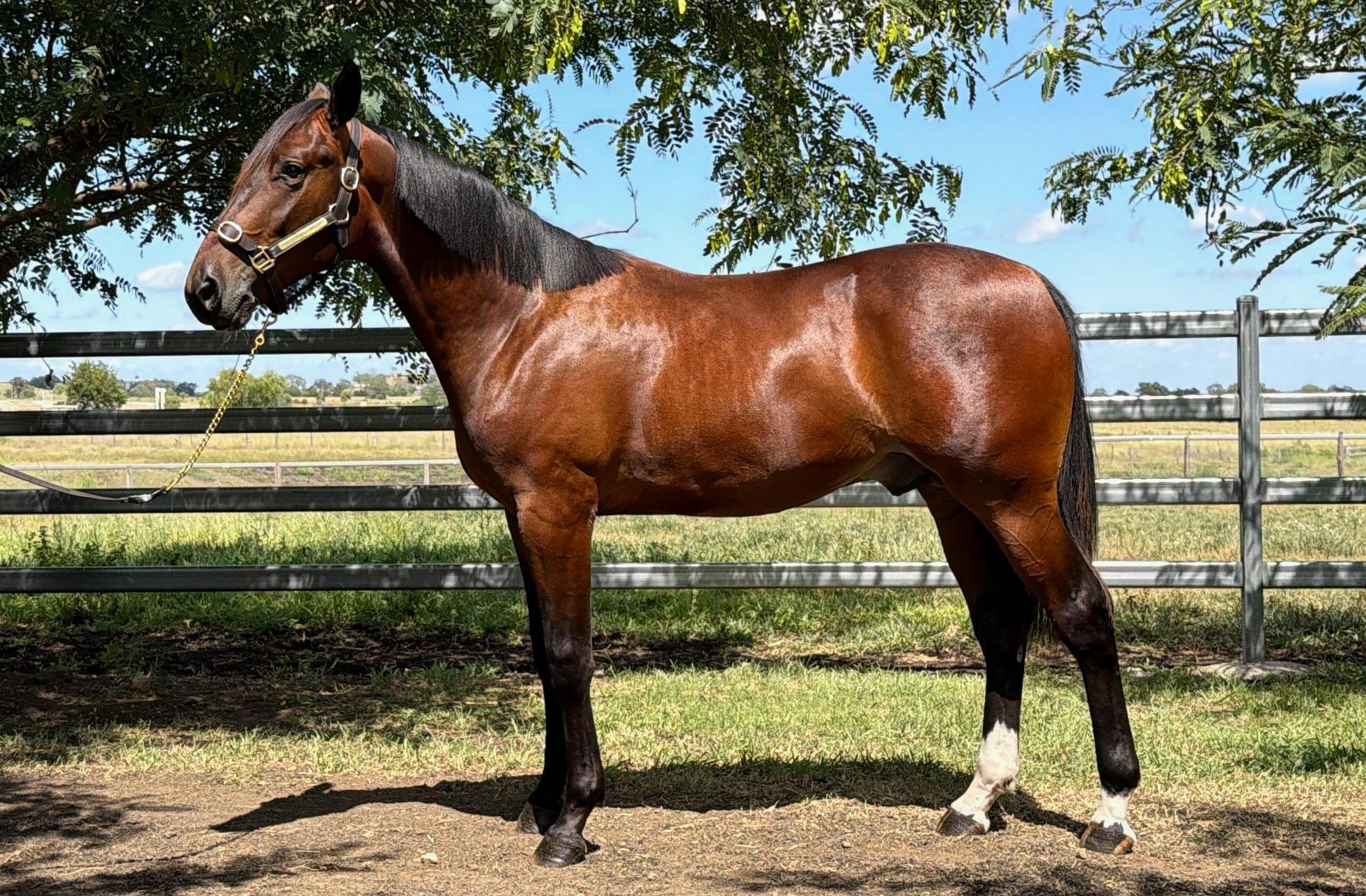 Trotters add depth to the APG Queensland sale