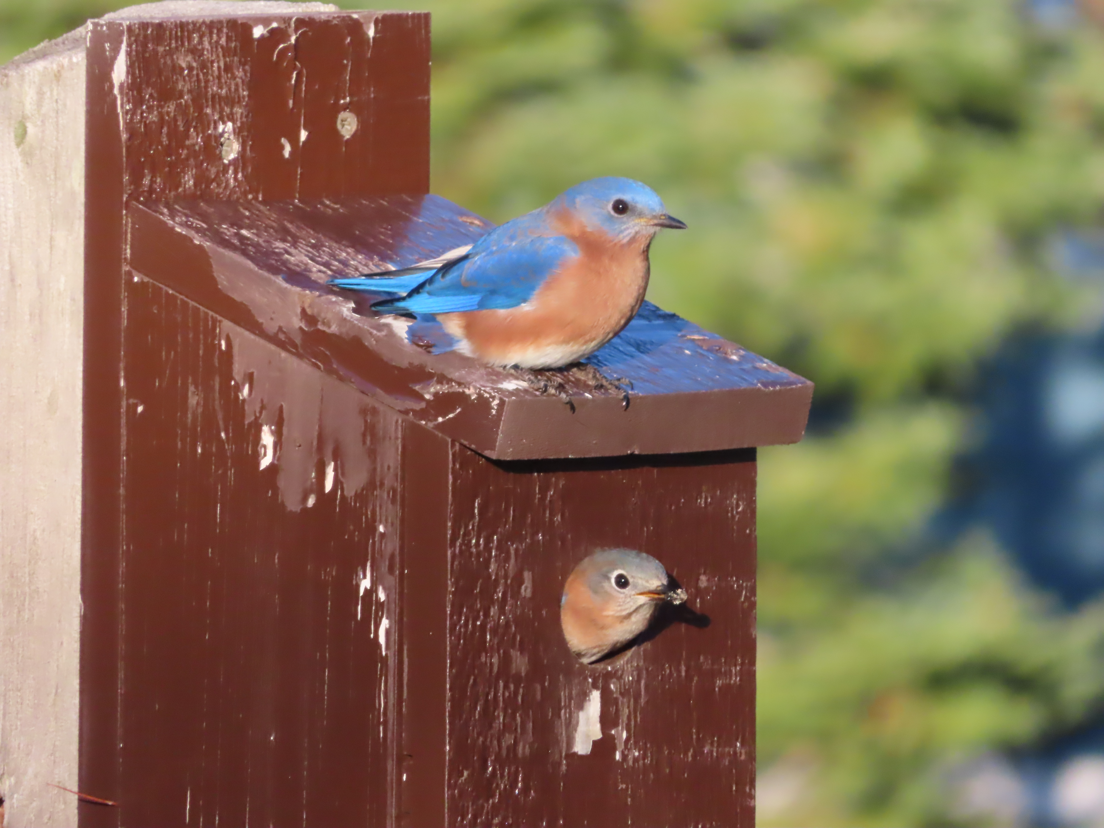 Harpswell Naturalist: Eastern bluebird - The Harpswell Anchor