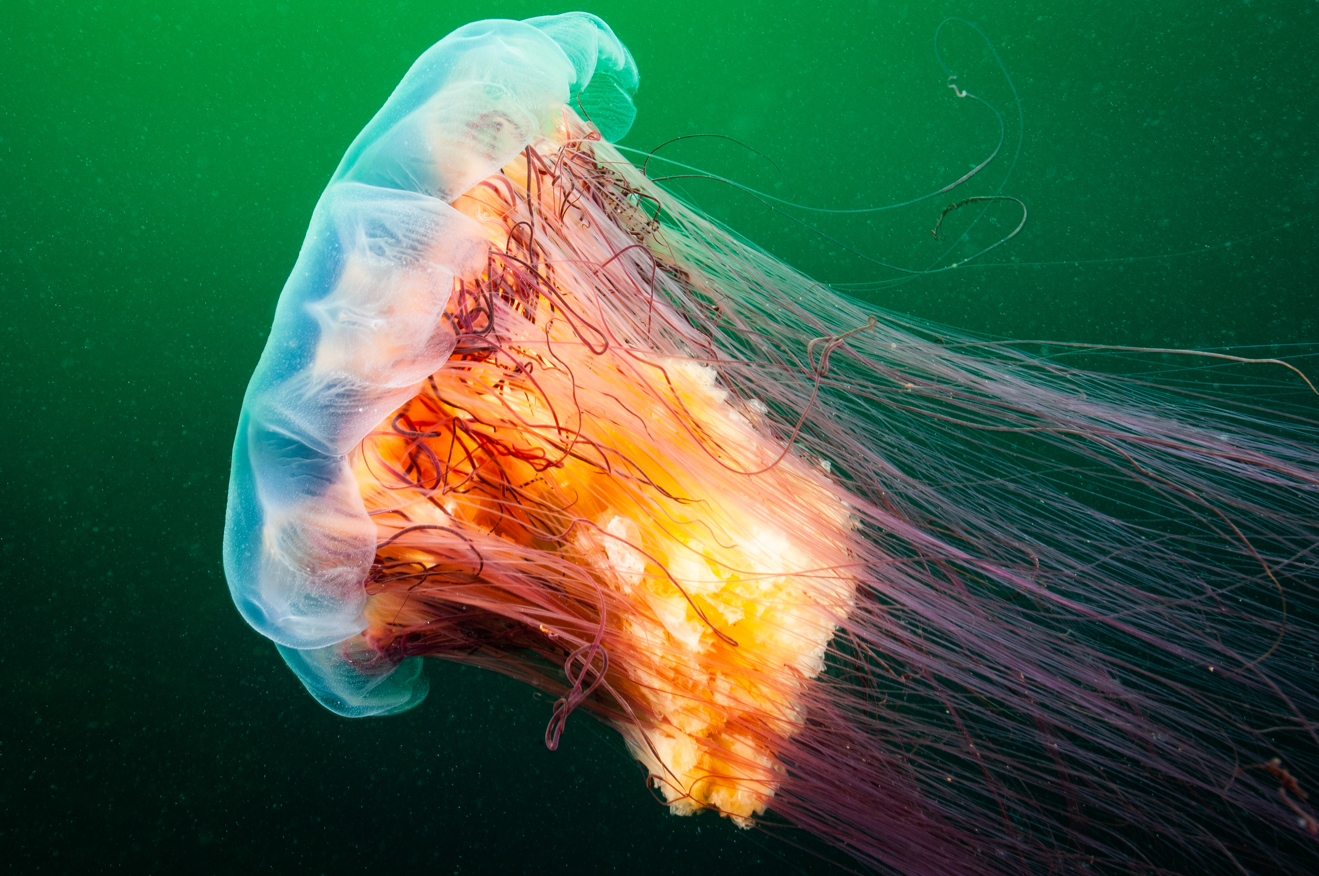 Harpswell Naturalist: Lion's mane jellyfish - The Harpswell Anchor