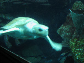 sea turtle