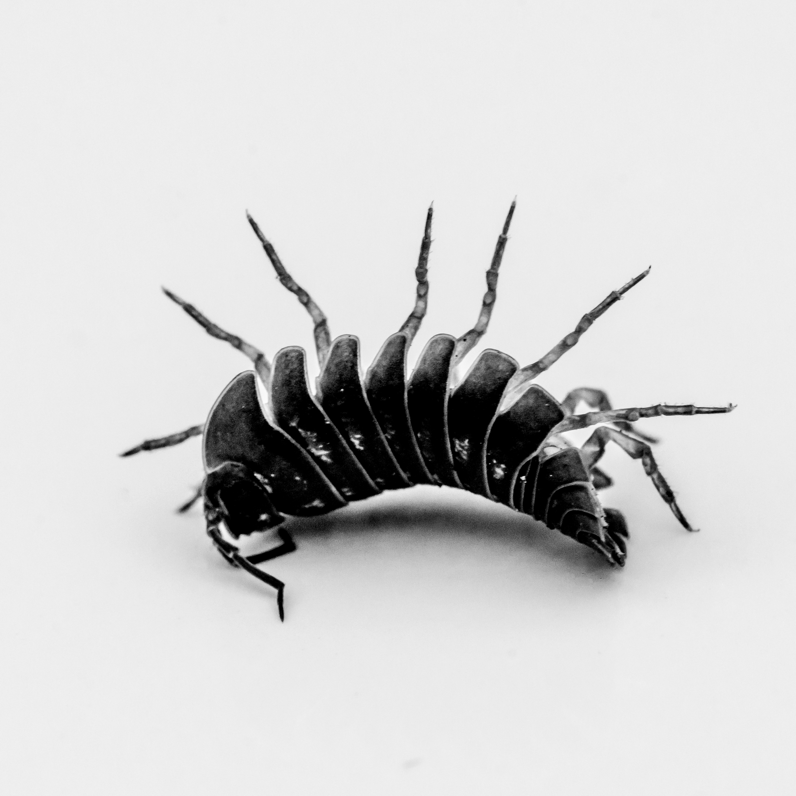 Pill Woodlouse