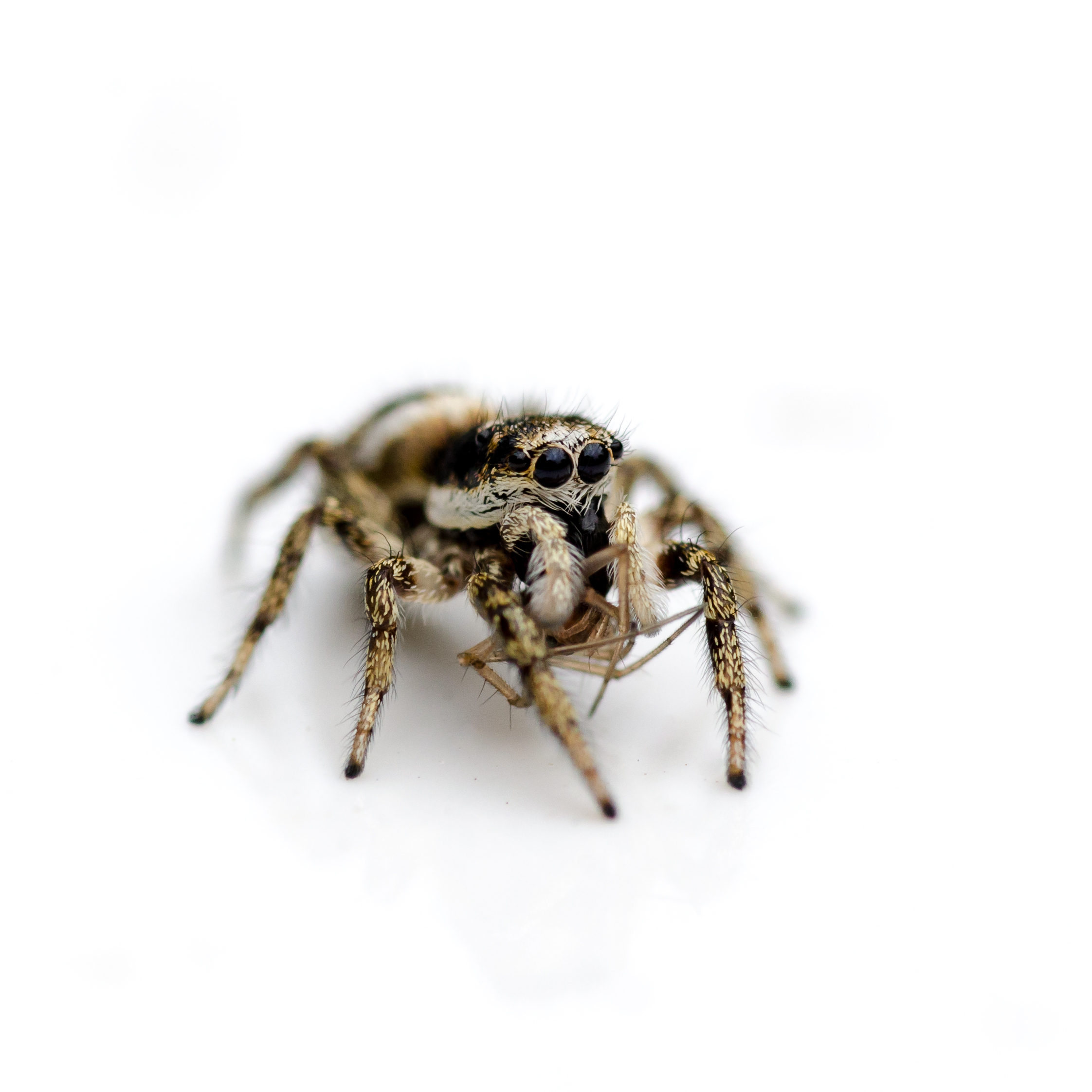 zebra jumping spider