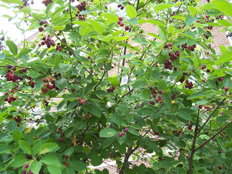 Amelanchier Laevis Juneberry Tree Smooth Serviceberry Shrub Garden Plants Online