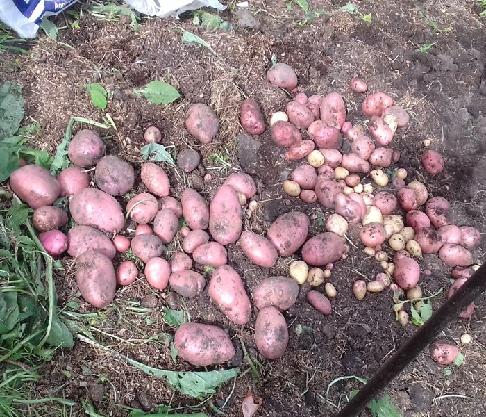 spuds