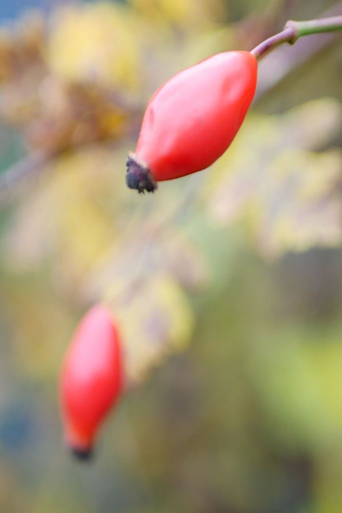 Rosehips