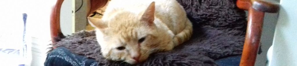 Ginger stray Ginger stray