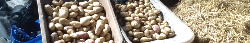 This year’s spud harvest This year's spud harvest