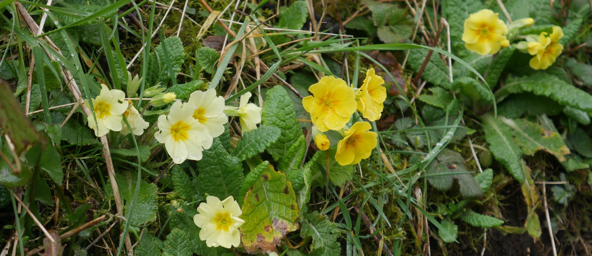 Primroses at the top of the shady lane