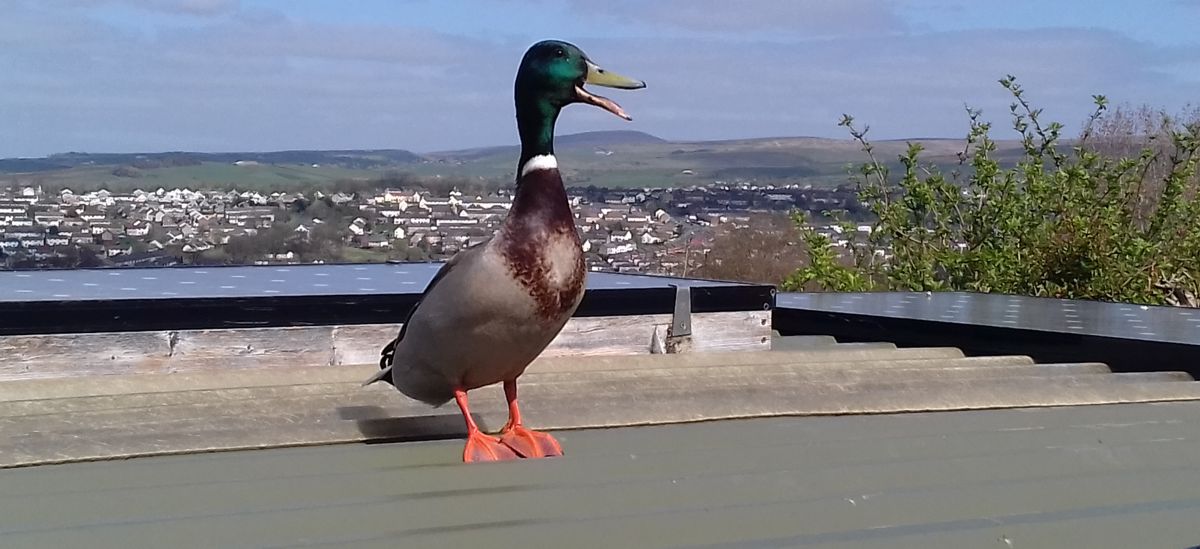 Visiting duck