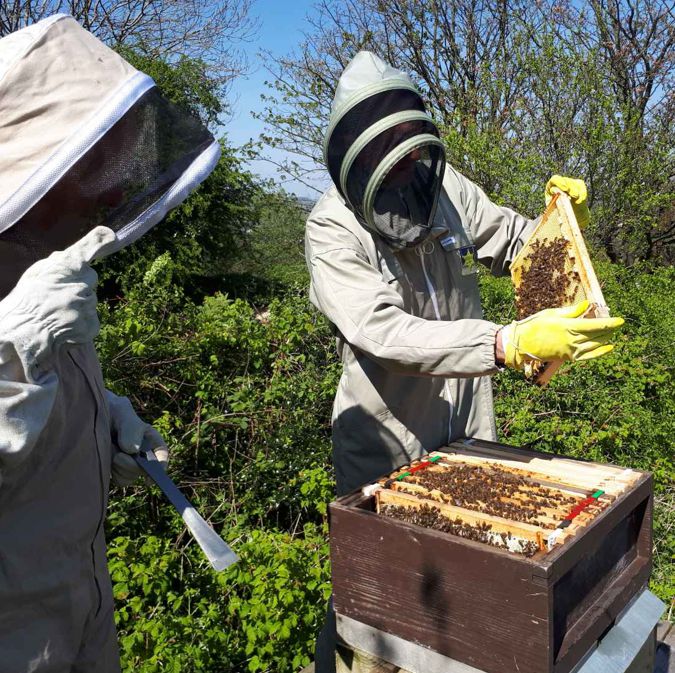 Inspecting hive