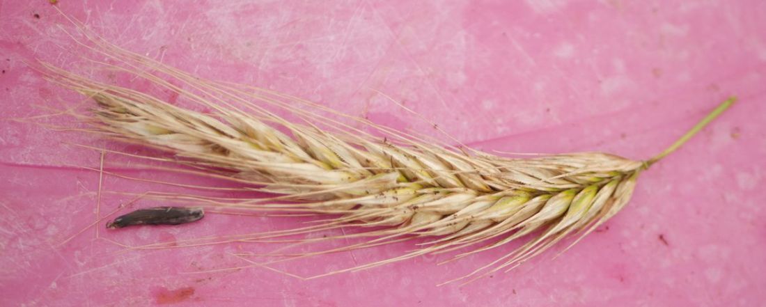 Ergot of rye Ergot of rye