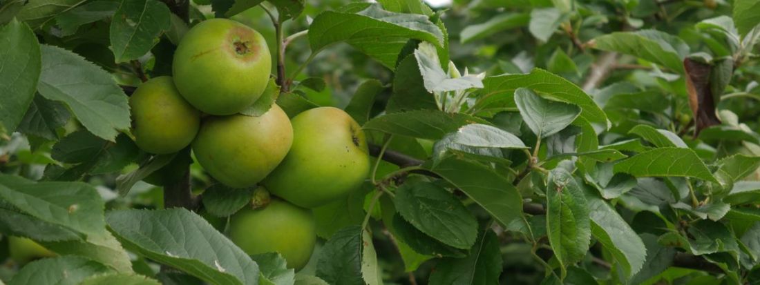 Bramley Bramley