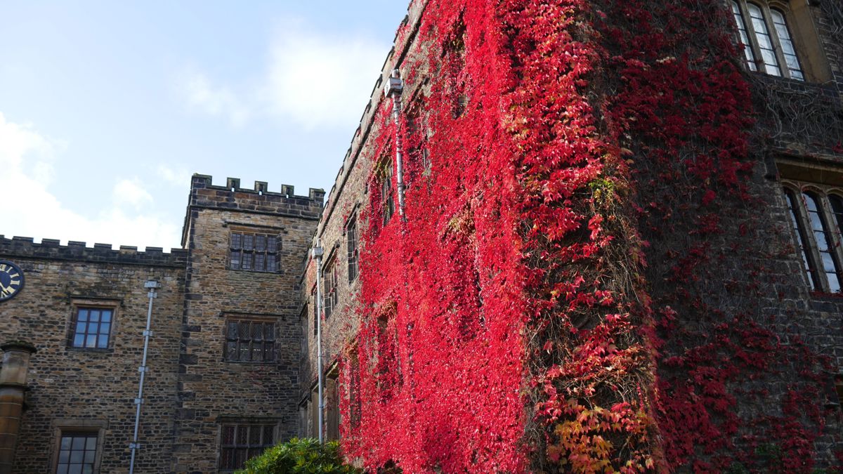 Splenderous autumn ivy on the side of Towneley hall