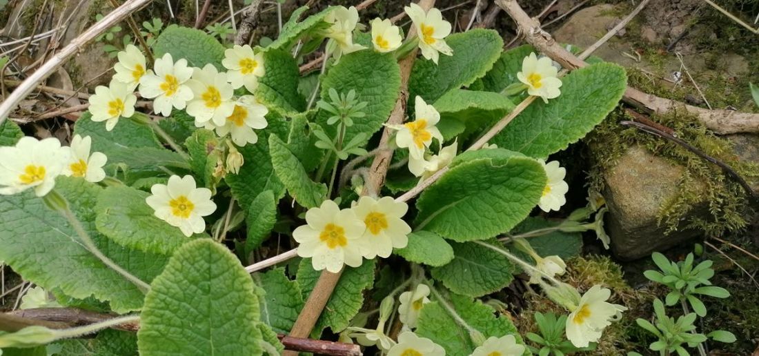 Primroses