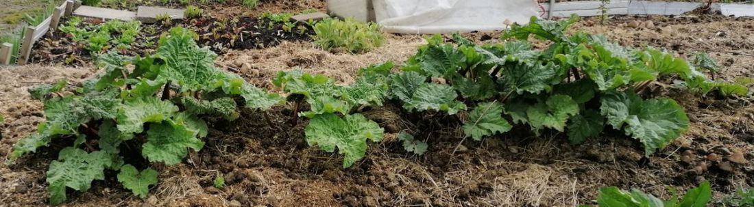 Rhubarb