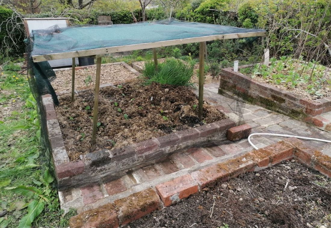Folding brassica cage