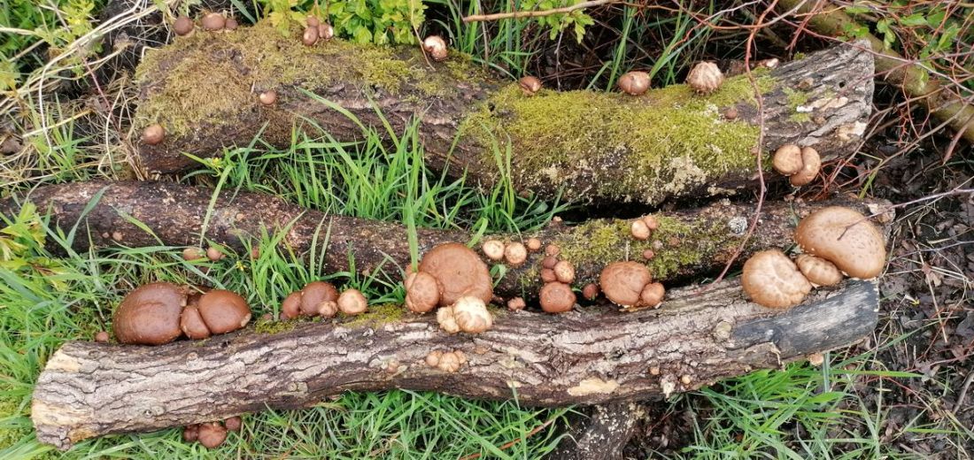 Shitake mushrooms growing on oak logs.