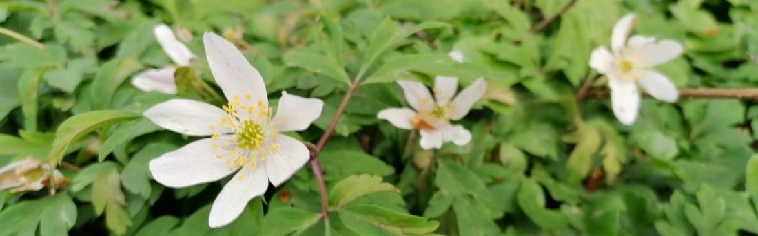Wood anenomes