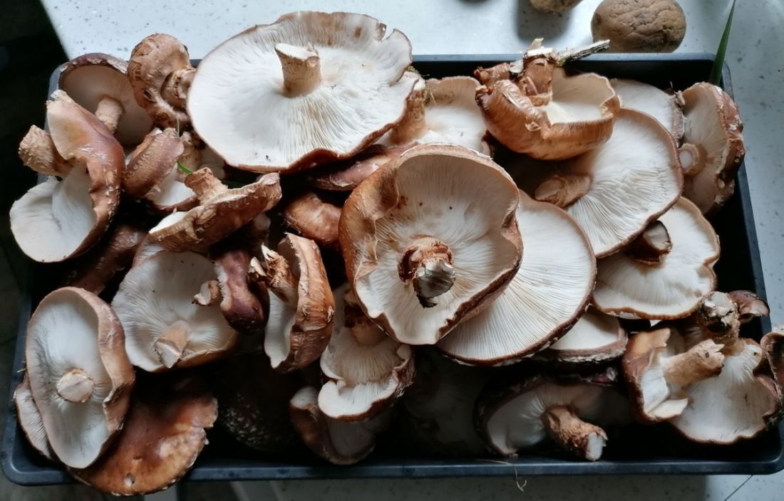 Shitake mushrooms
