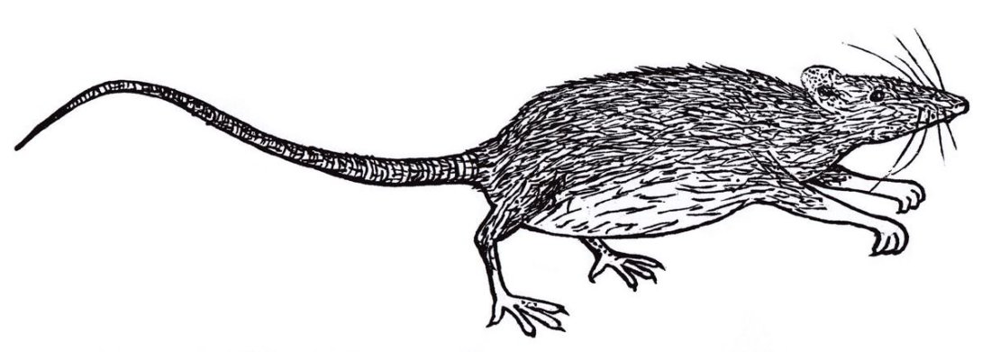 Rat woodblock from the book