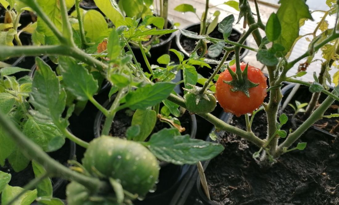 First tomato First tomato