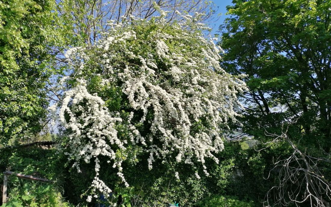 May blossom