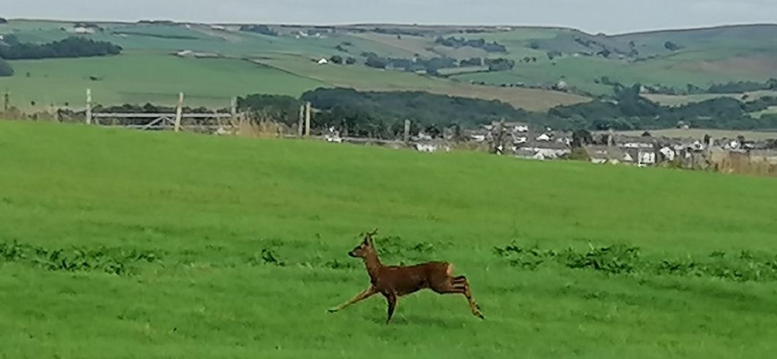 Deer