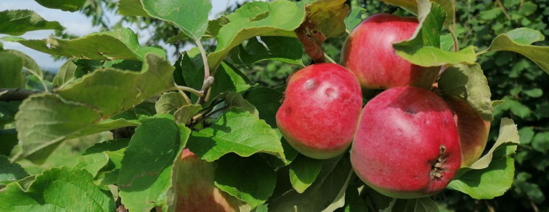 Apples