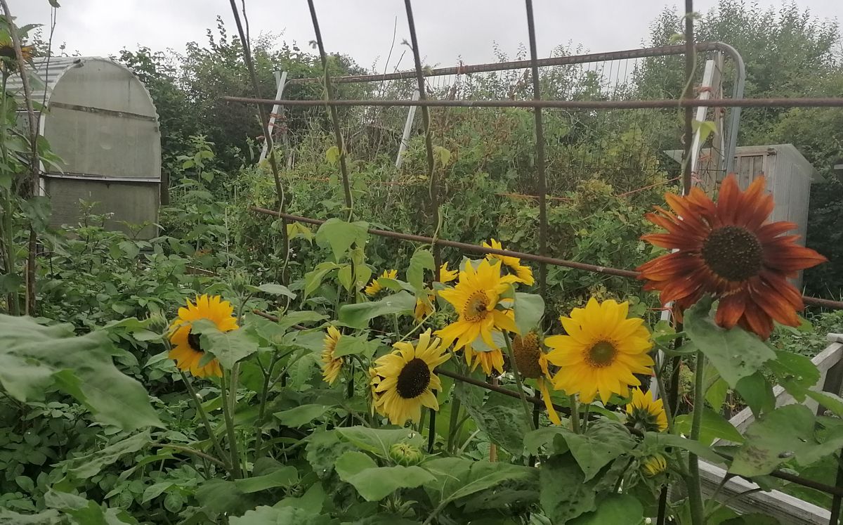 Sunflowers