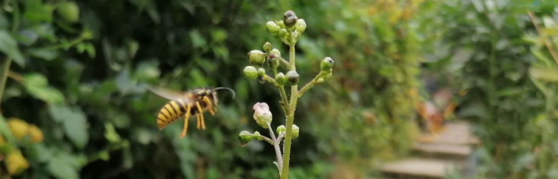 Wasp on figwort Wasp on figwort