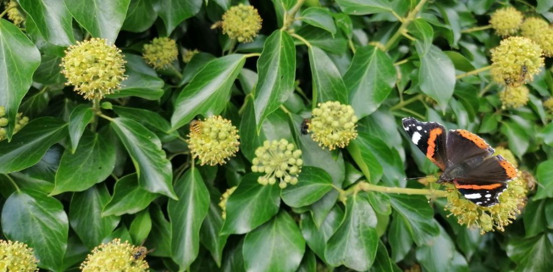 Insects adoring the ivy Insects adoring the ivy