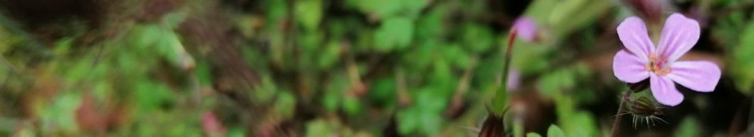 Herb Robert