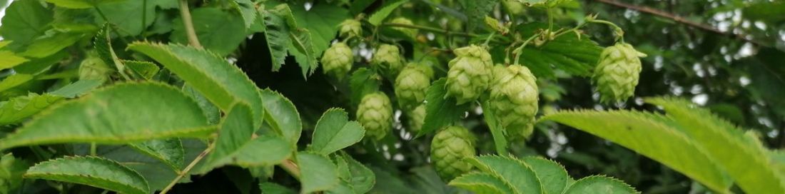 Hops