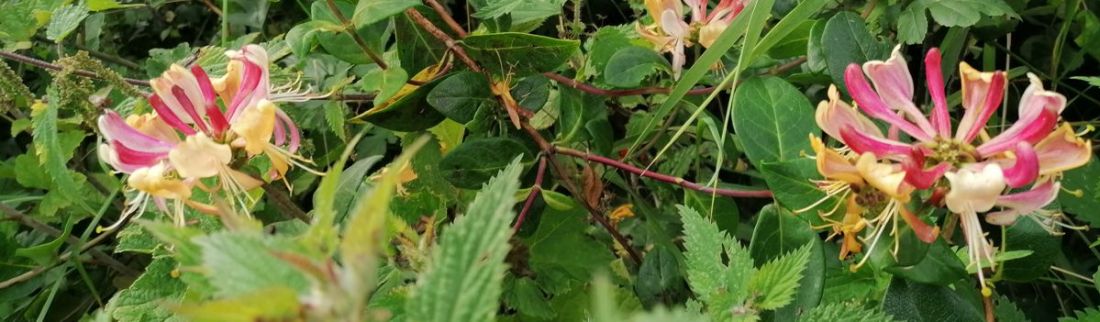 Honeysuckle