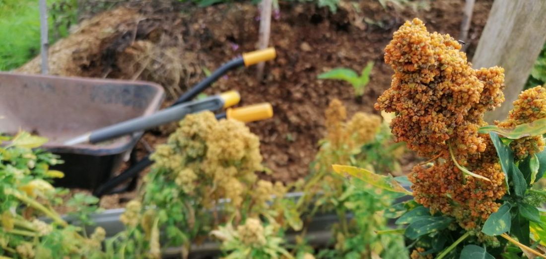 Quinoa