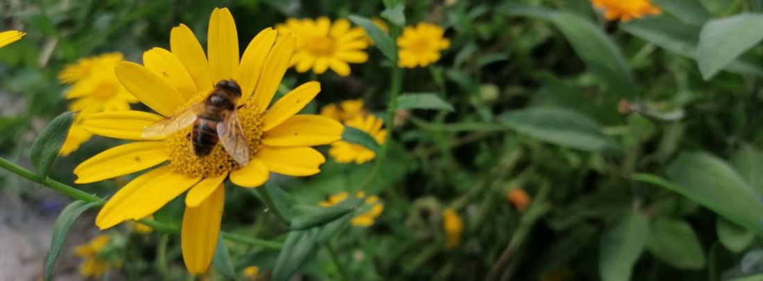 Honey bee on flower