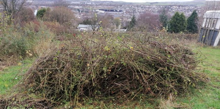 Hedge clippings